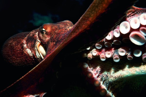 Craken что это